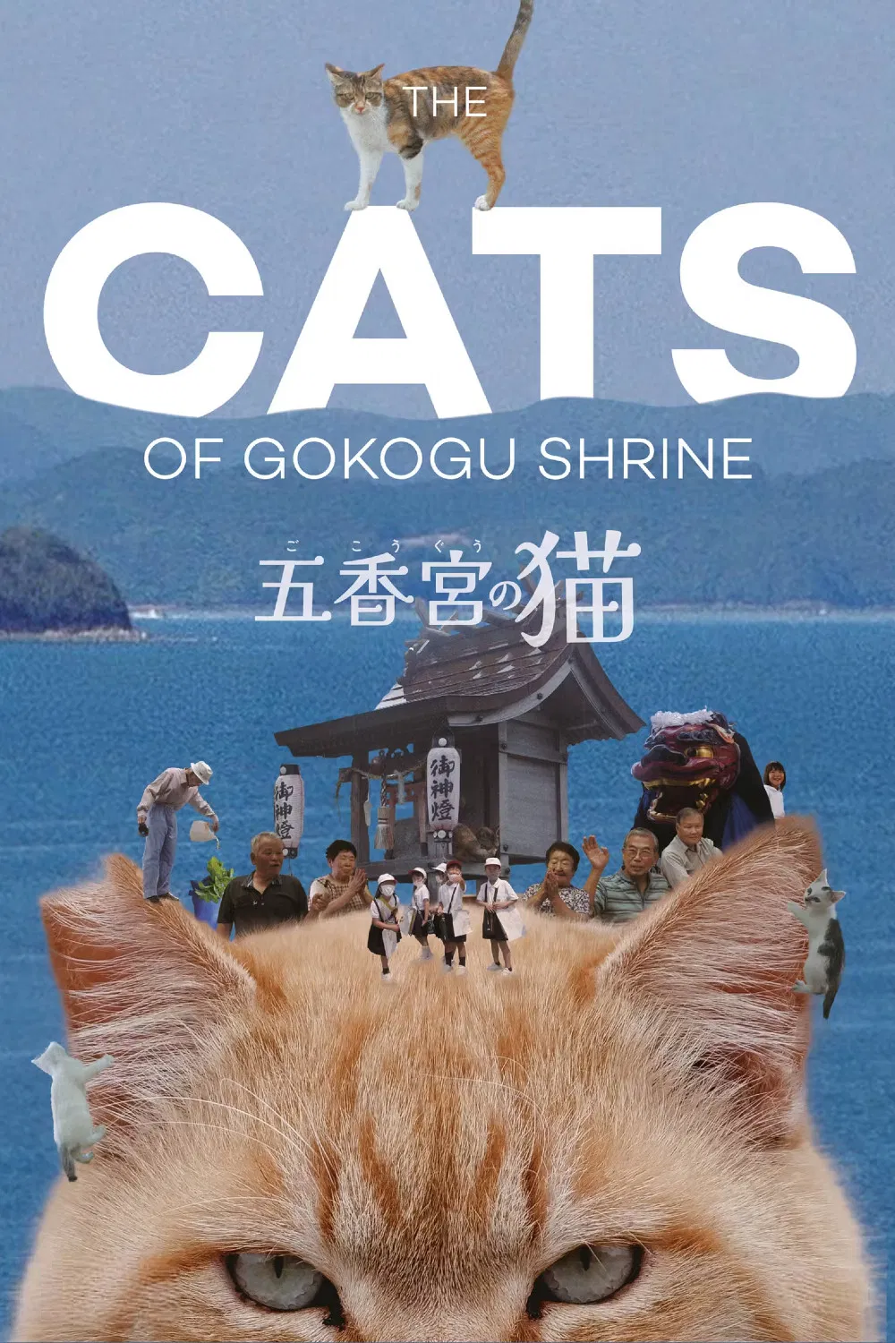 五香宫的猫